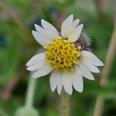 Unidentified Daisy at Caboolture, QLD - 29 Dec 2024 by trevorpreston