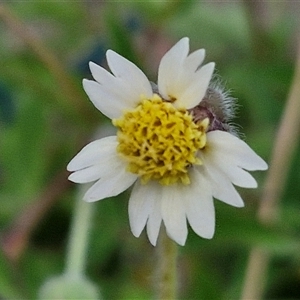 Unidentified Daisy at Caboolture, QLD by trevorpreston