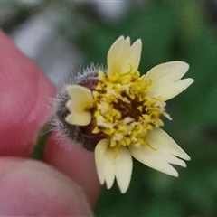 Unidentified Daisy at Caboolture South, QLD - 29 Dec 2024 by trevorpreston