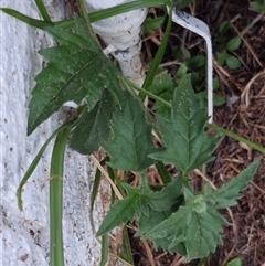 Unverified at suppressed - suppressed