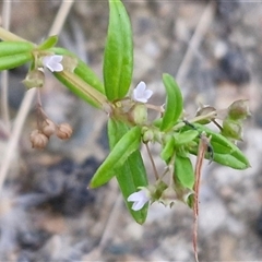 Unidentified Other Wildflower or Herb at Caboolture South, QLD - 29 Dec 2024 by trevorpreston