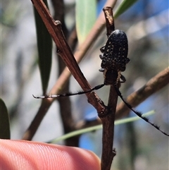 Ancita marginicollis (A longhorn beetle) at Bungendore, NSW - 29 Dec 2024 by clarehoneydove