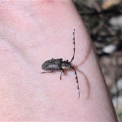 Ancita marginicollis at Bungendore, NSW - 29 Dec 2024