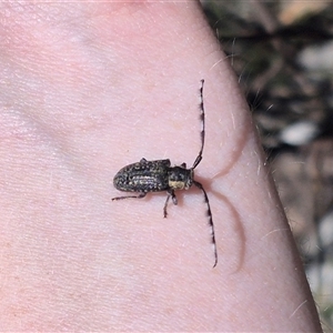 Ancita marginicollis at Bungendore, NSW - 29 Dec 2024