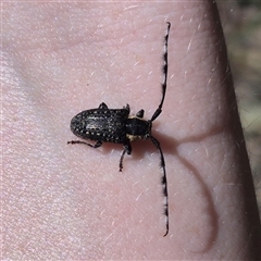 Ancita marginicollis at Bungendore, NSW - 29 Dec 2024