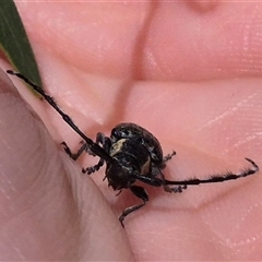 Ancita marginicollis at Bungendore, NSW - 29 Dec 2024