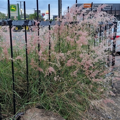 Melinis repens (Red Natal Grass) at Caboolture South, QLD - 29 Dec 2024 by trevorpreston