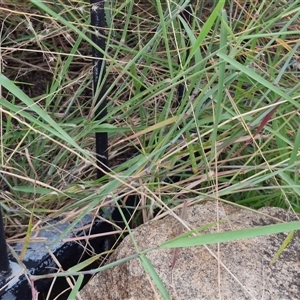 Melinis repens at Caboolture South, QLD - 29 Dec 2024 06:29 PM