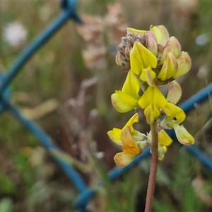 Crotalaria lanceolata subsp. lanceolata at Caboolture South, QLD - 29 Dec 2024 06:26 PM