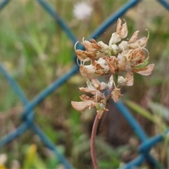 Crotalaria lanceolata subsp. lanceolata at Caboolture South, QLD - 29 Dec 2024