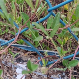 Crotalaria lanceolata subsp. lanceolata at Caboolture South, QLD - 29 Dec 2024