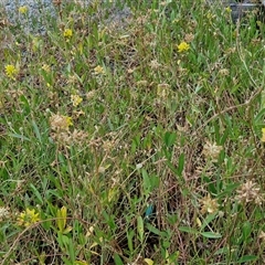Crotalaria lanceolata subsp. lanceolata at Caboolture South, QLD - 29 Dec 2024 06:26 PM