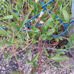 Crotalaria lanceolata subsp. lanceolata at Caboolture South, QLD - 29 Dec 2024