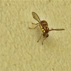 Unidentified True fly (Diptera) at Kilcoy, QLD - 29 Dec 2024 by trevorpreston