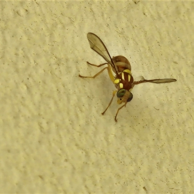 Zeugodacus cucumis (Cucumber Fruit Fly) at Kilcoy, QLD - 29 Dec 2024 by trevorpreston