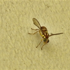 Zeugodacus cucumis at Kilcoy, QLD - 29 Dec 2024 03:23 PM
