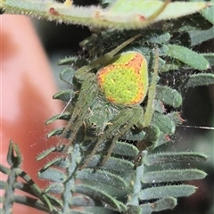 Araneus circulissparsus (species group) (Speckled Orb-weaver) at Bungendore, NSW - 29 Dec 2024 by clarehoneydove