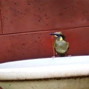 Meliphaga lewinii at Kilcoy, QLD - 29 Dec 2024 03:13 PM