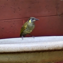 Meliphaga lewinii at Kilcoy, QLD - 29 Dec 2024 03:13 PM