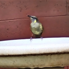 Meliphaga lewinii at Kilcoy, QLD - 29 Dec 2024 03:13 PM