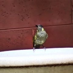 Meliphaga lewinii at Kilcoy, QLD - 29 Dec 2024 03:13 PM