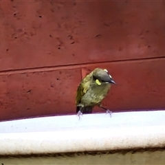 Meliphaga lewinii at Kilcoy, QLD - 29 Dec 2024 03:13 PM