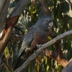 Callocephalon fimbriatum (Gang-gang Cockatoo) at Jerrabomberra, NSW - 29 Dec 2024 by SteveBorkowskis