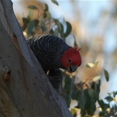 Callocephalon fimbriatum at Jerrabomberra, NSW - suppressed