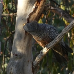 Callocephalon fimbriatum at Jerrabomberra, NSW - suppressed