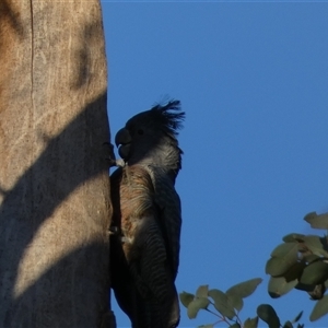 Callocephalon fimbriatum at Jerrabomberra, NSW - suppressed