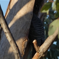 Callocephalon fimbriatum at Jerrabomberra, NSW - suppressed