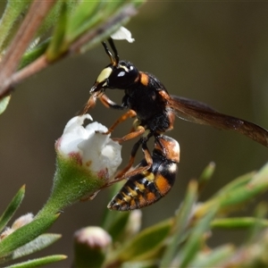 Eumeninae (subfamily) at Jerrabomberra, NSW - 29 Dec 2024