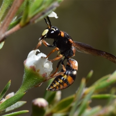 Eumeninae (subfamily) (Unidentified Potter wasp) at Jerrabomberra, NSW - 29 Dec 2024 by DianneClarke