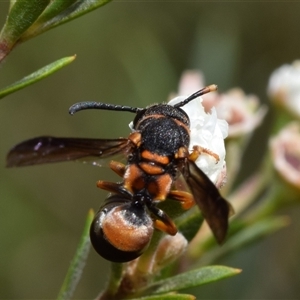 Eumeninae (subfamily) at Jerrabomberra, NSW - 29 Dec 2024