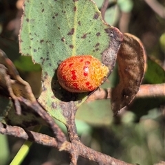 Paropsis obsoleta (Leaf beetle) at Mount Fairy, NSW - 29 Dec 2024 by clarehoneydove