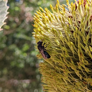 Hylaeus (Macrohylaeus) alcyoneus at Stream Hill, NSW - 29 Dec 2024