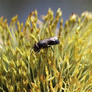 Hylaeus (Macrohylaeus) alcyoneus at Stream Hill, NSW - 29 Dec 2024 12:00 PM