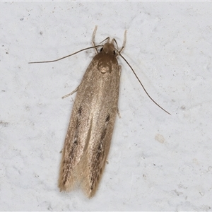 Limnaecia phragmitella (Shy Cosmet moth) at Melba, ACT by kasiaaus