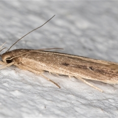 Limnaecia phragmitella at Melba, ACT - 26 Dec 2024