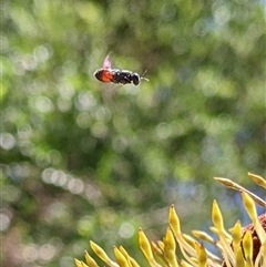 Hylaeus (Prosopisteron) littleri (Hylaeine colletid bee) at Stream Hill, NSW - 29 Dec 2024 by PaperbarkNativeBees