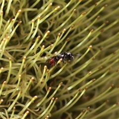 Hylaeus (Prosopisteron) littleri at Stream Hill, NSW - 29 Dec 2024