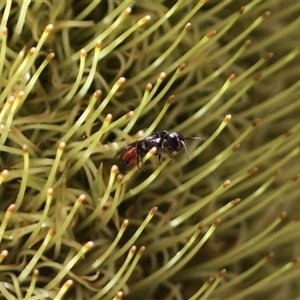 Hylaeus (Prosopisteron) littleri at Stream Hill, NSW - 29 Dec 2024