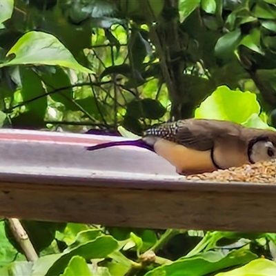 Stizoptera bichenovii (Double-barred Finch) at Kilcoy, QLD - 29 Dec 2024 by trevorpreston