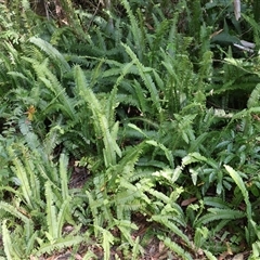 Nephrolepis cordifolia (Fishbone Fern) at Ulladulla, NSW - 29 Dec 2024 by Clarel