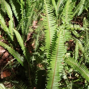 Nephrolepis cordifolia at Ulladulla, NSW - 29 Dec 2024 07:45 AM