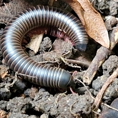 Unverified Millipede (Diplopoda) at Kilcoy, QLD - 29 Dec 2024 by trevorpreston