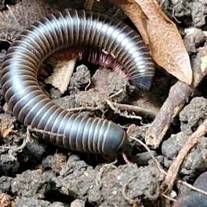 Unidentified Millipede (Diplopoda) at Kilcoy, QLD by trevorpreston