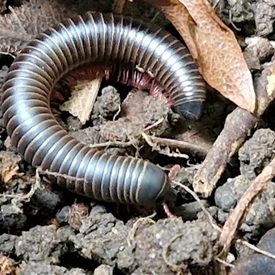 Unidentified Millipede (Diplopoda) at Kilcoy, QLD - 29 Dec 2024 by trevorpreston