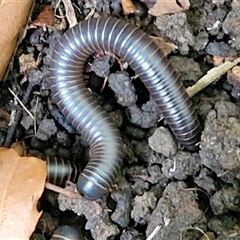 Unverified at suppressed - suppressed