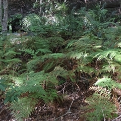 Calochlaena dubia (Rainbow Fern) at Ulladulla, NSW - 28 Dec 2024 by Clarel